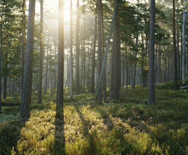 Effektiv gallring av skog i Ljusdal och Gävleborgs län