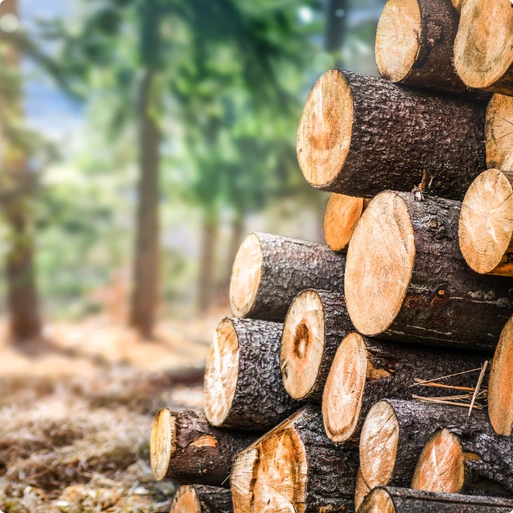 Gallring av skog i Ljusdal och Hälsingland