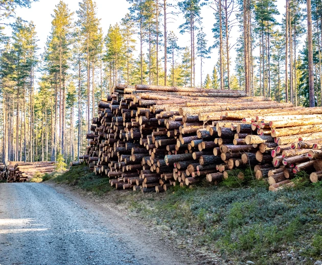 Effektiv gallring av skog i Ljusdal och Gävleborgs län